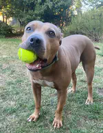 Lila