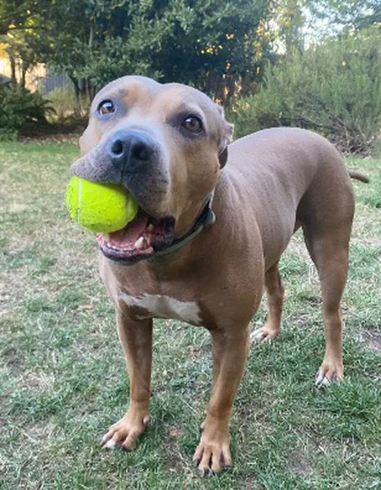 Lila